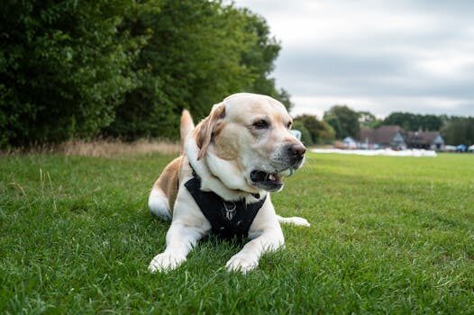 I finally found solid shampoo & conditioner I love! Kitsch solid hair care review